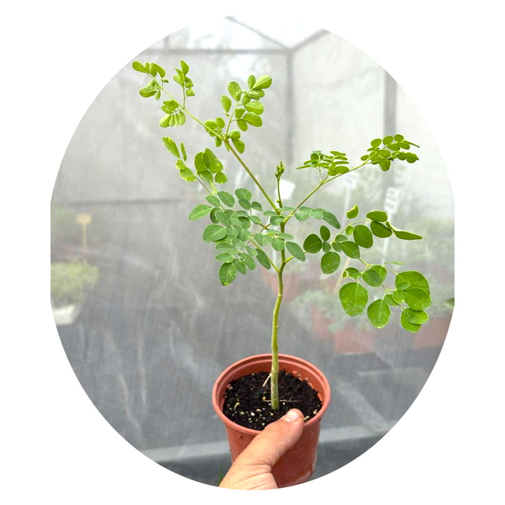 Arbol de Moringa