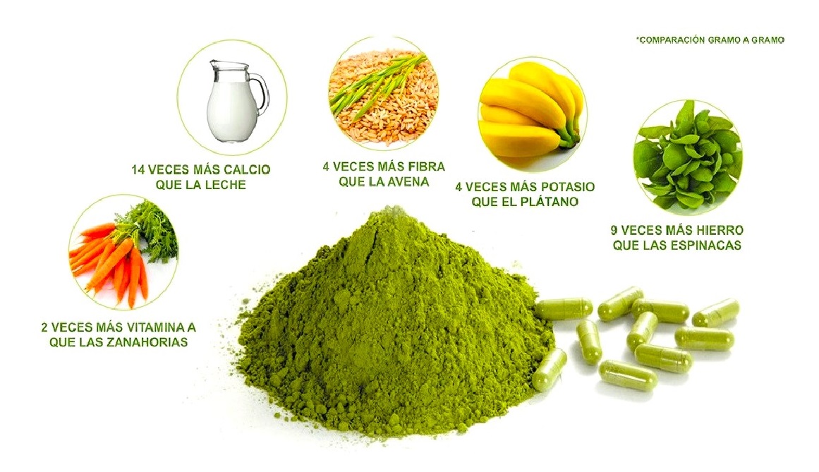 Planta de Moringa